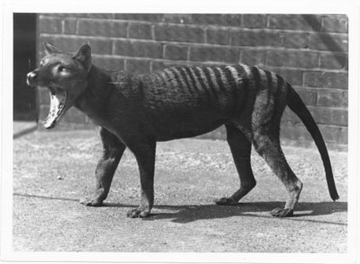 The now extinct Tasmanian Tiger, or Thylacine by Frederick William Bond